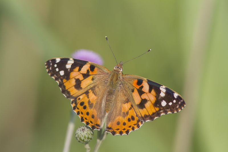 Репейница, бабочки, булавоусые, дневные Репейница. фото превью
