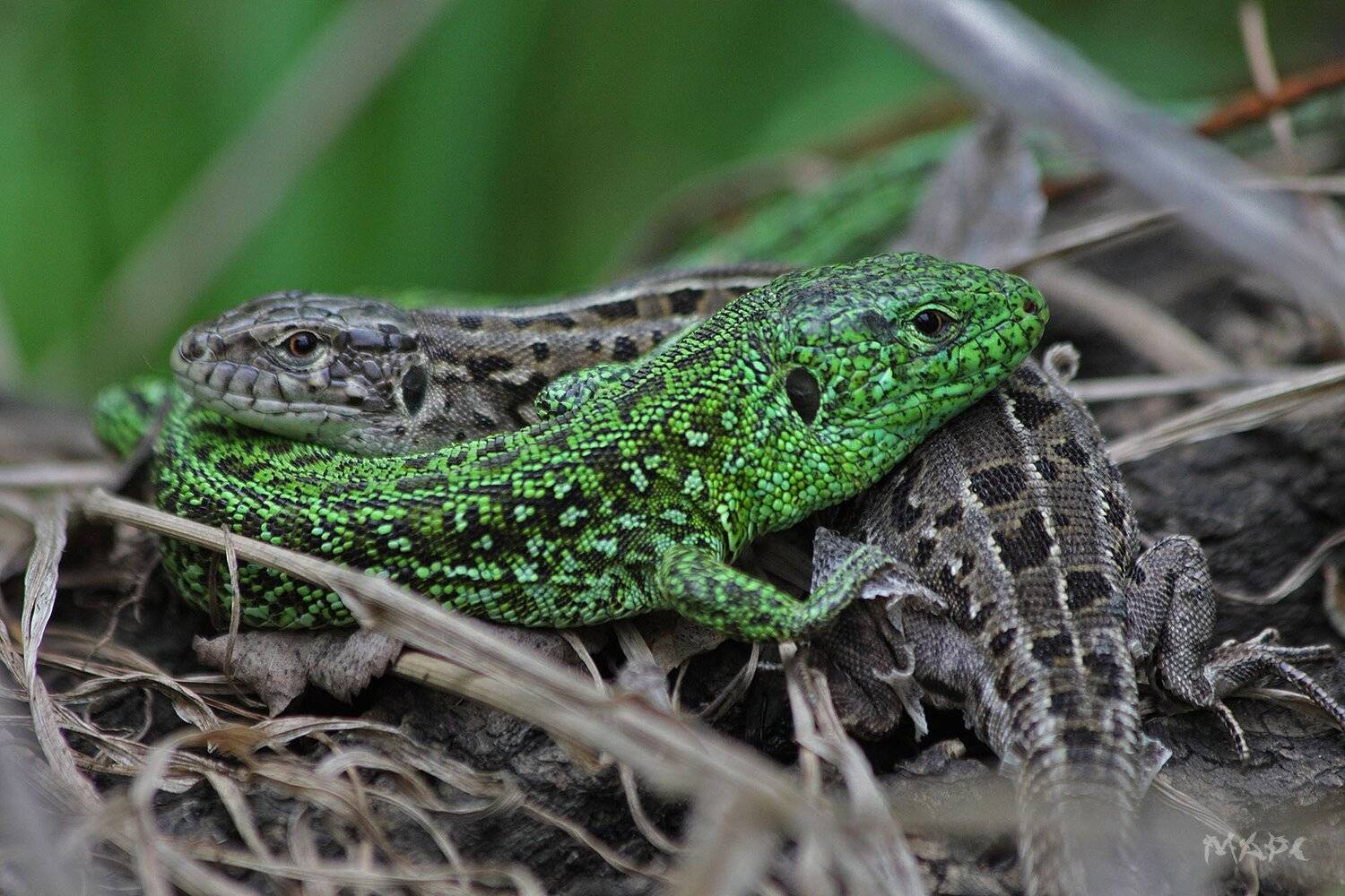 , Шангареев Марс