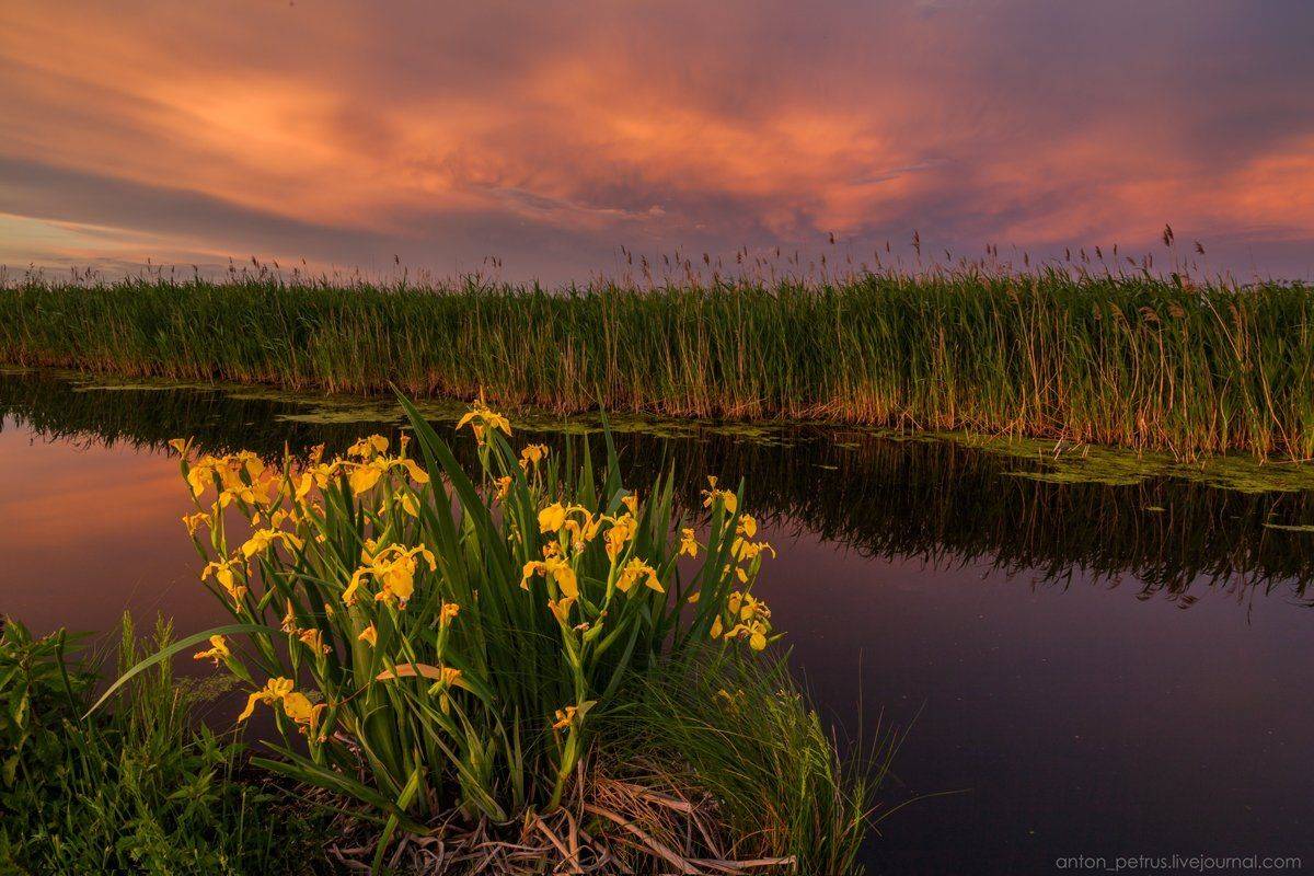Барышевка, Закат, Небо, Отражение, Река, Антон Петрусь