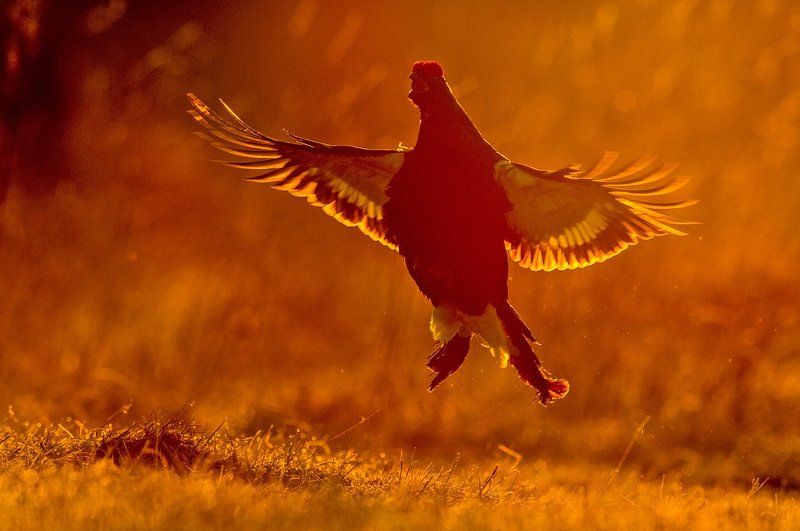 Рассвет, СергейИванов, Тетерев Золотой петушок - 3 фото превью