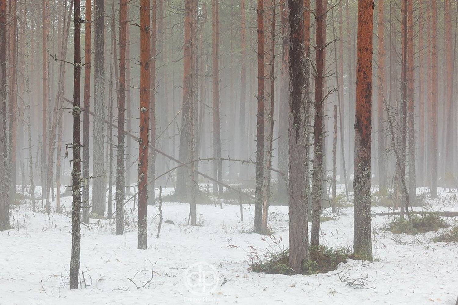 , Питенин Дмитрий