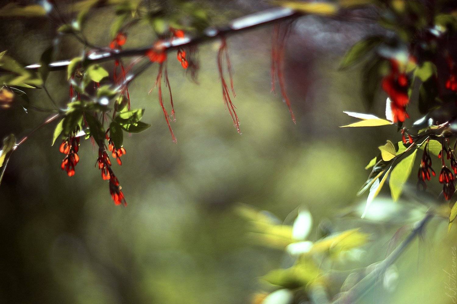 , София Катермес