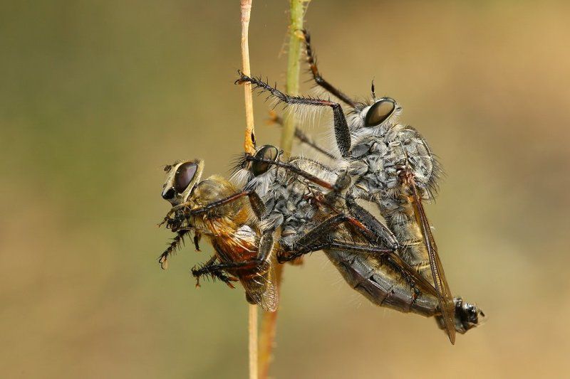 robberfly Tripartite coalition ... фото превью