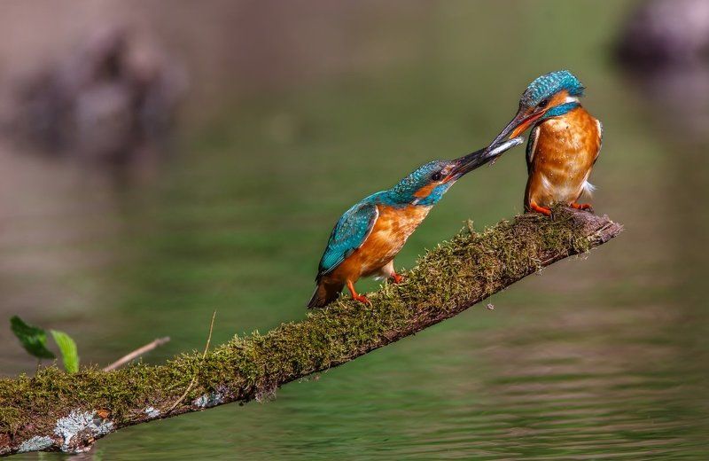 фотоохота, фотограф, саров, животные, фото, зимородок Свадебный подарок 2 фото превью