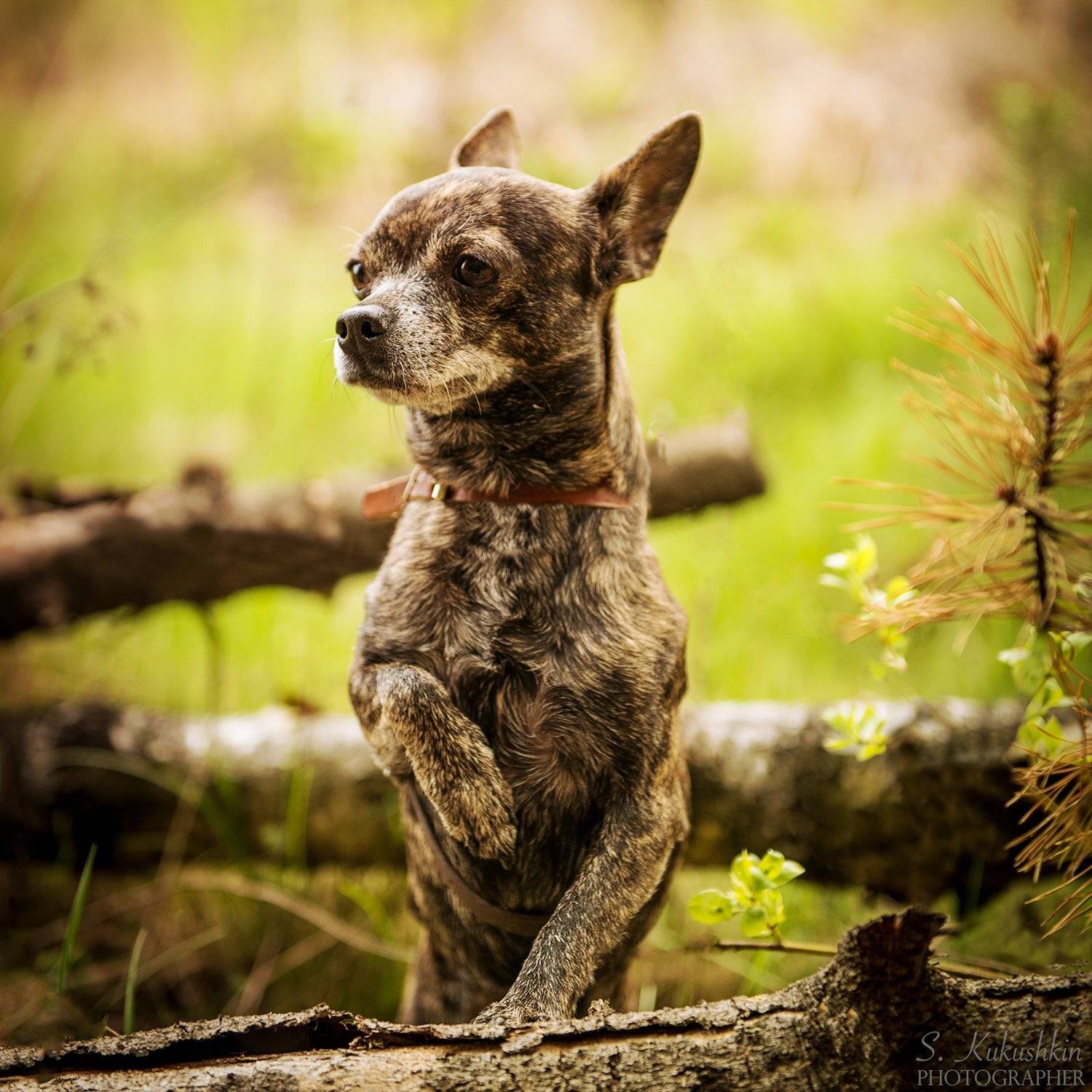 , Сергей Кукушкин