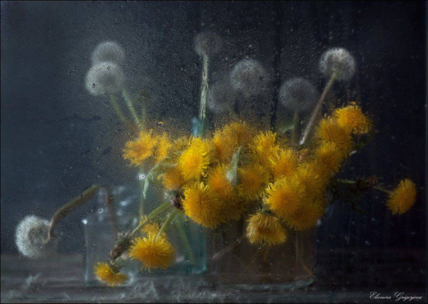 гелиос, мокрое стекло, натюрморт, одуванчики, Eleonora Grigorjeva