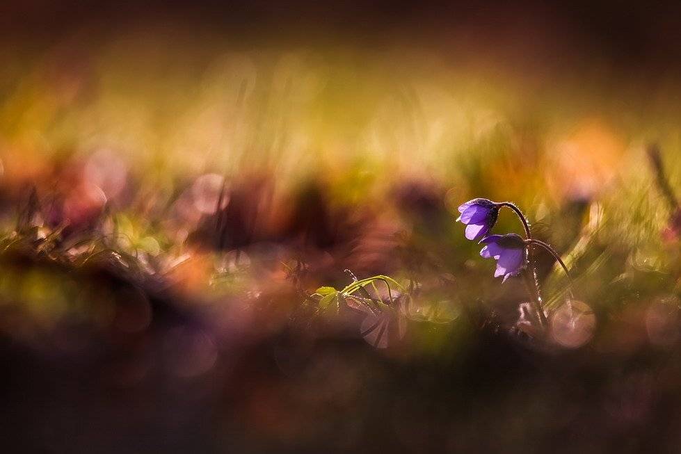 , Вячеслав Мищенко