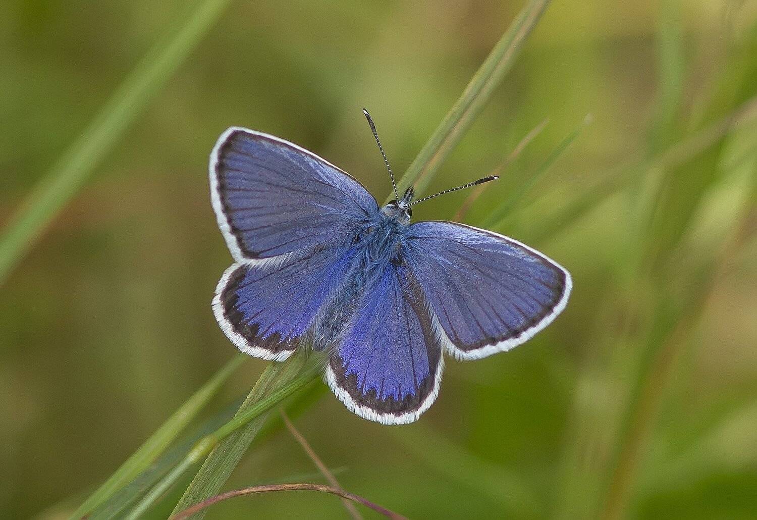 Голубянка, бабочки, Тесленко Игорь