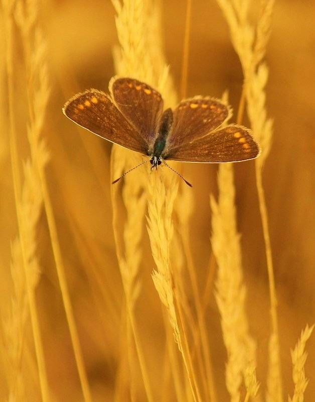 , Pawel Plucinski