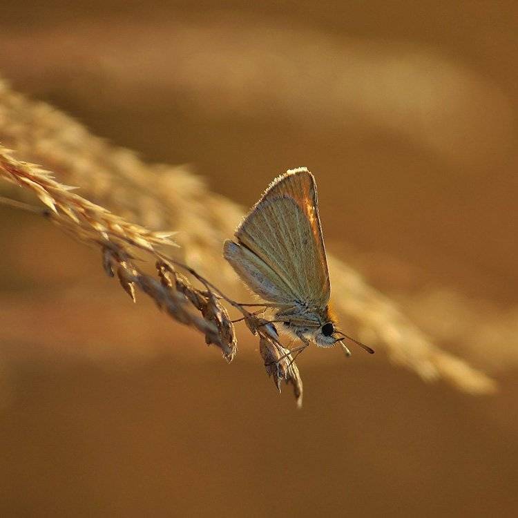 , Pawel Plucinski