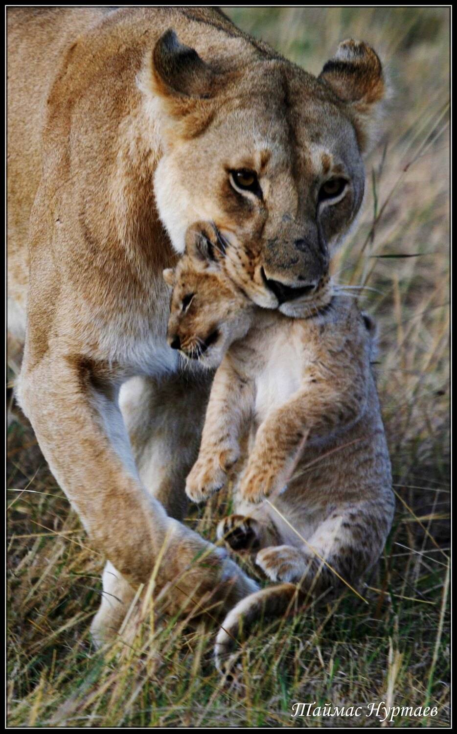 мара, Таймас