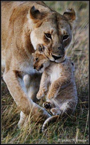 Масаи Мара.