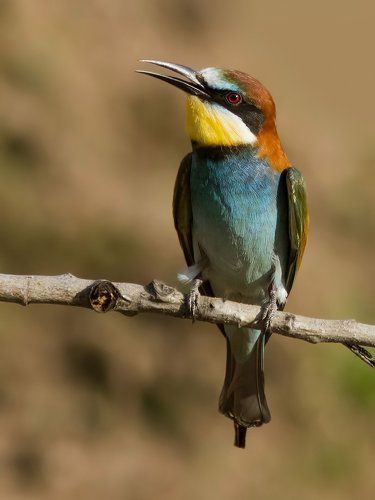 Bee-eater.