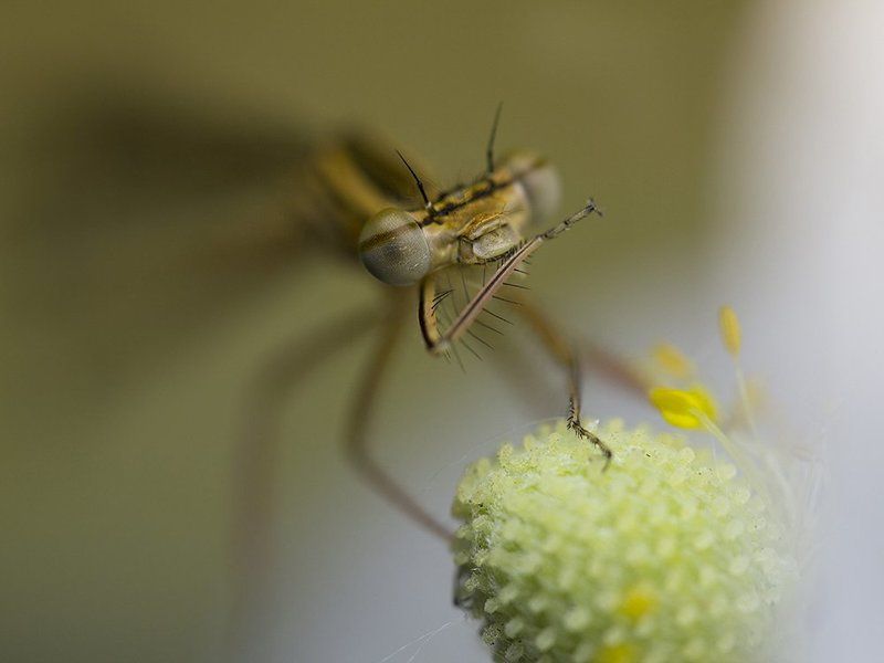 Пальчики оближешь! фото превью