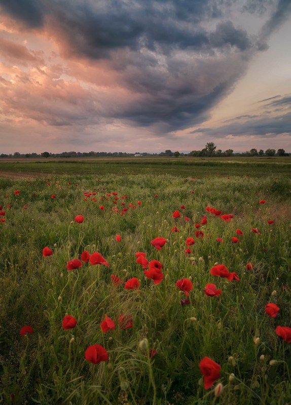Candles on the field фото превью
