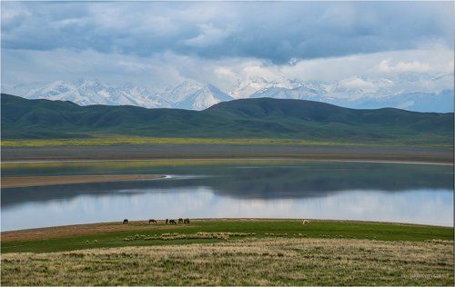 Белая ворона