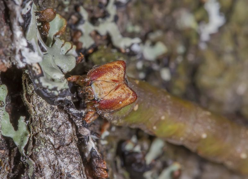 Гусеницы, пяденица, бабочка Просто веточка. Гусеница березовой пяденицы. фото превью