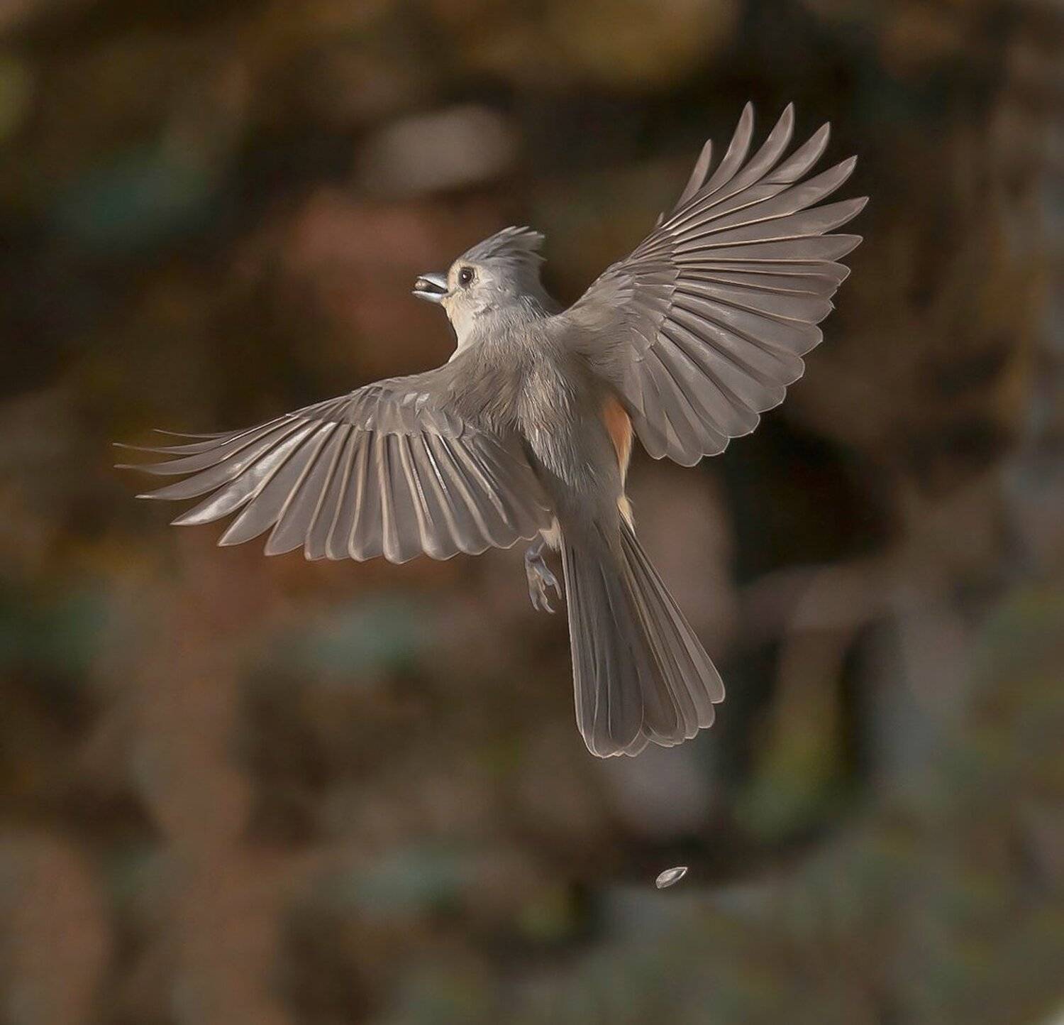 Животные, Птицы, Фауна, Антонина