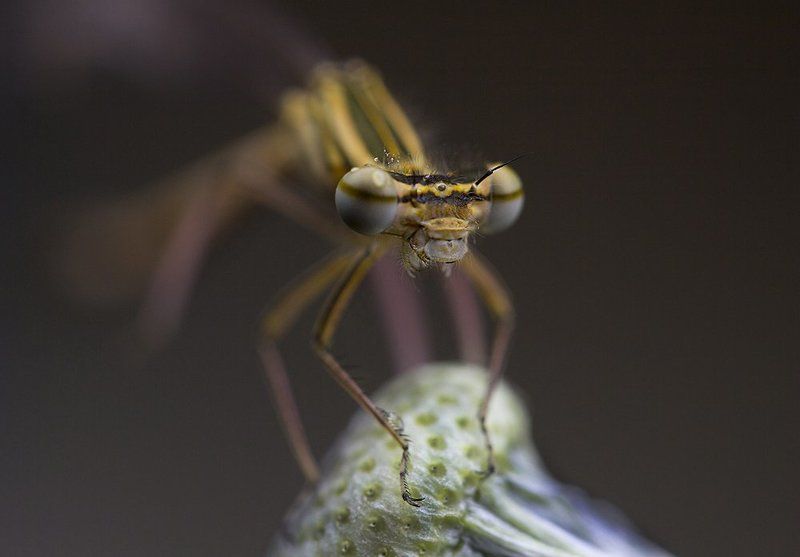 Дед или бабка? фото превью
