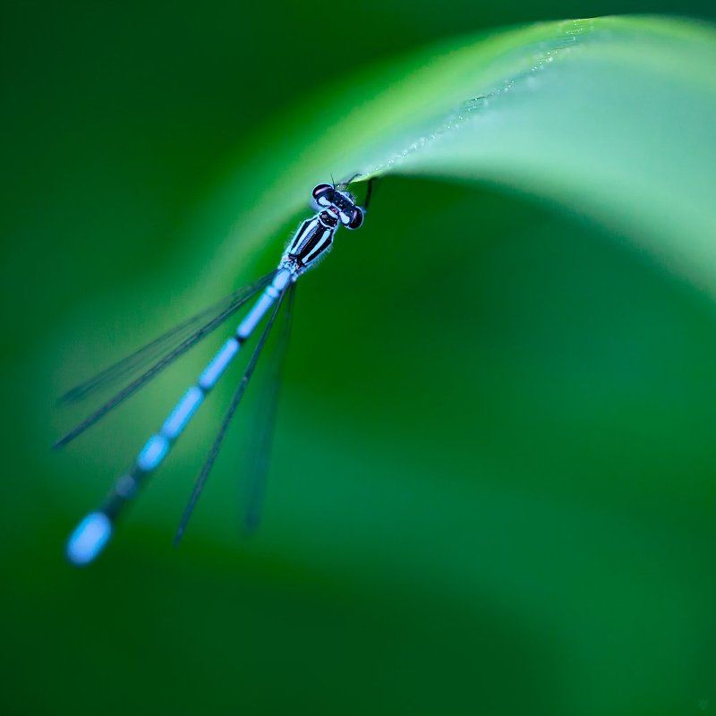 dragonfly, macro, nature, green Azure damselfly painted by blurring фото превью