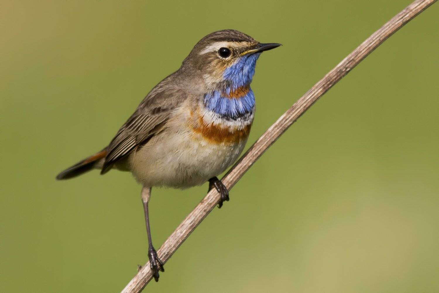 Варакушка, Ляпустин Юра