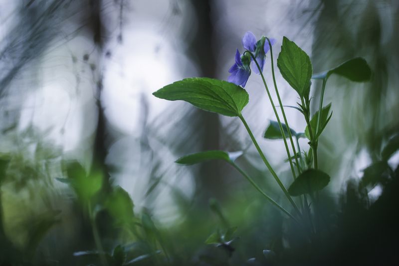 Вечерние краски. фото превью