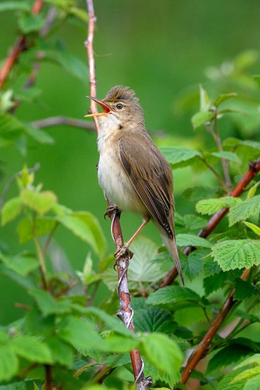 Весна, Камышовка, Москва, Пение, Тушино, Курочкин Валерий