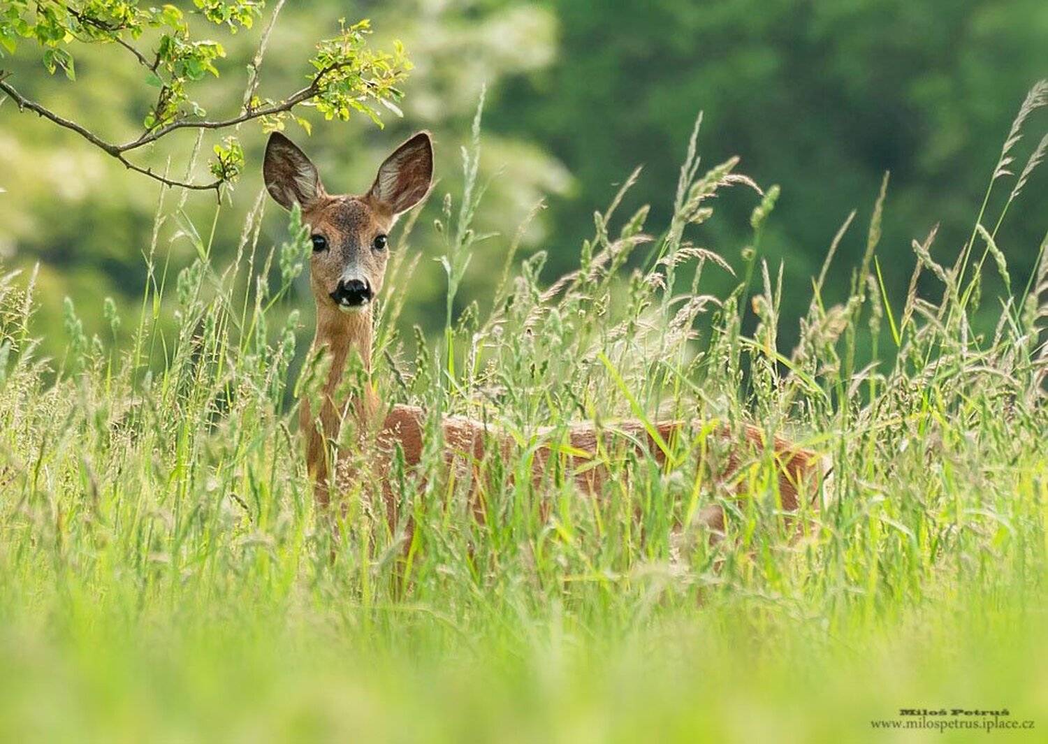 , Milo&scaron; Petru&scaron;