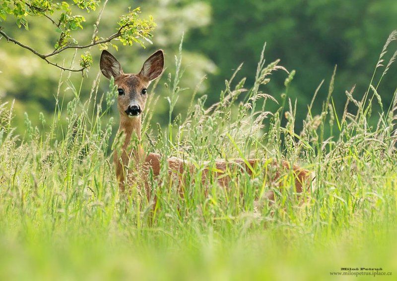Curious фото превью
