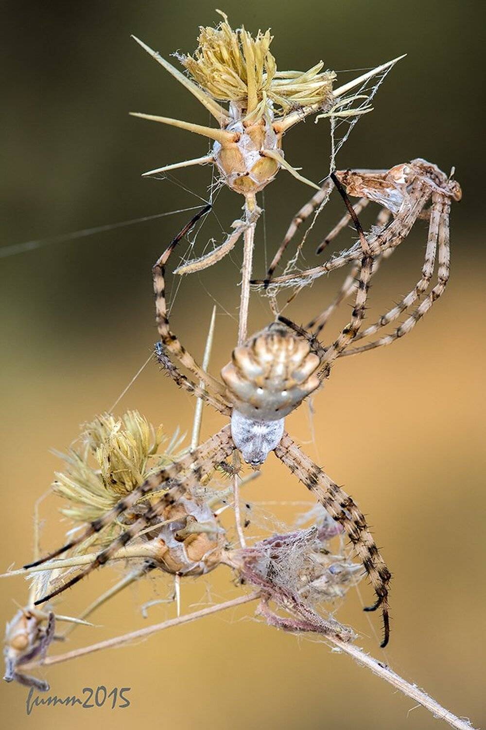 , Игорь ФУММ