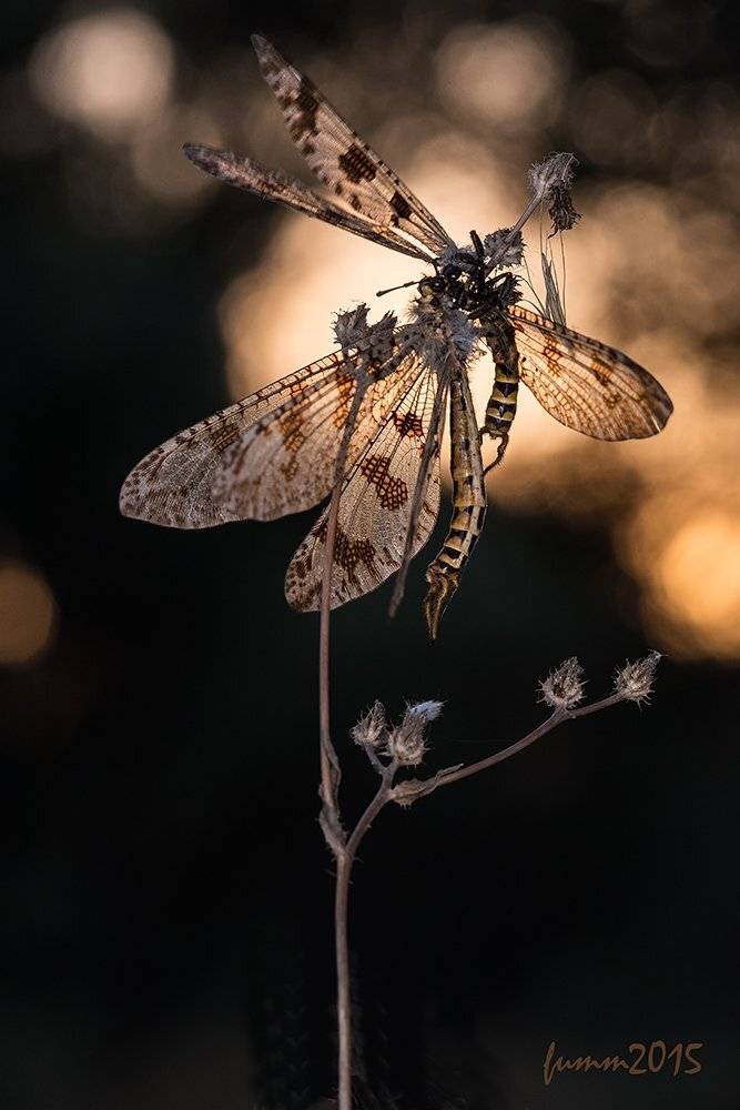 , Игорь ФУММ