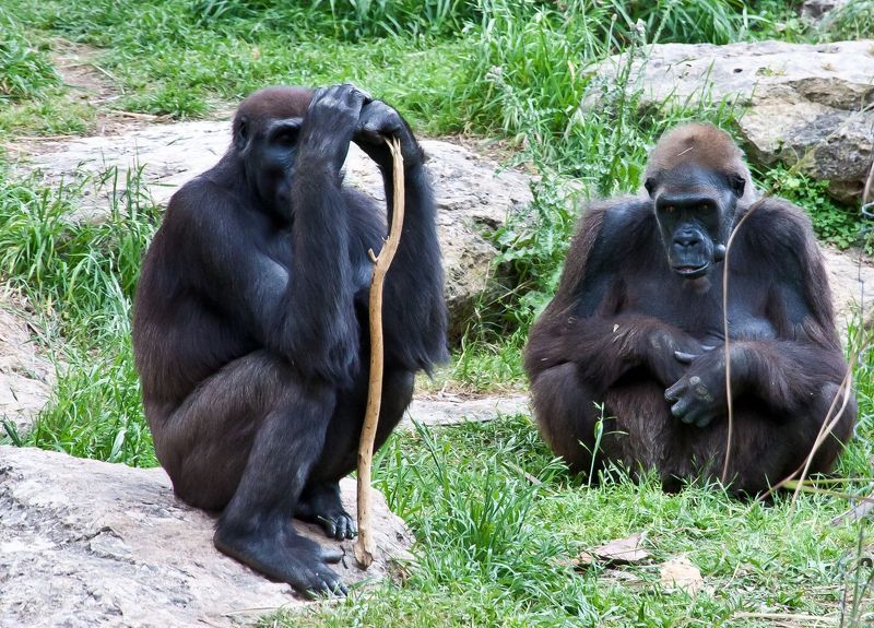 Задушевная беседа фото превью
