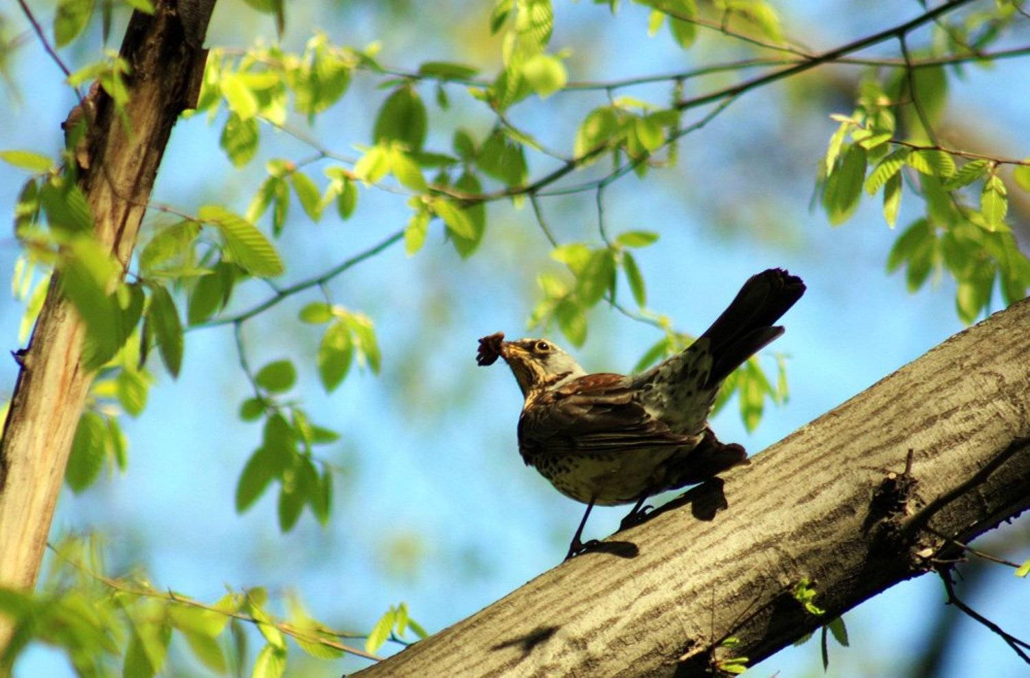 Дрозд, Princess Bubblegum