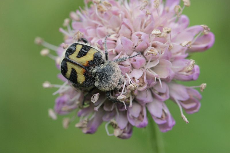 Жук, восковик Восковик фото превью