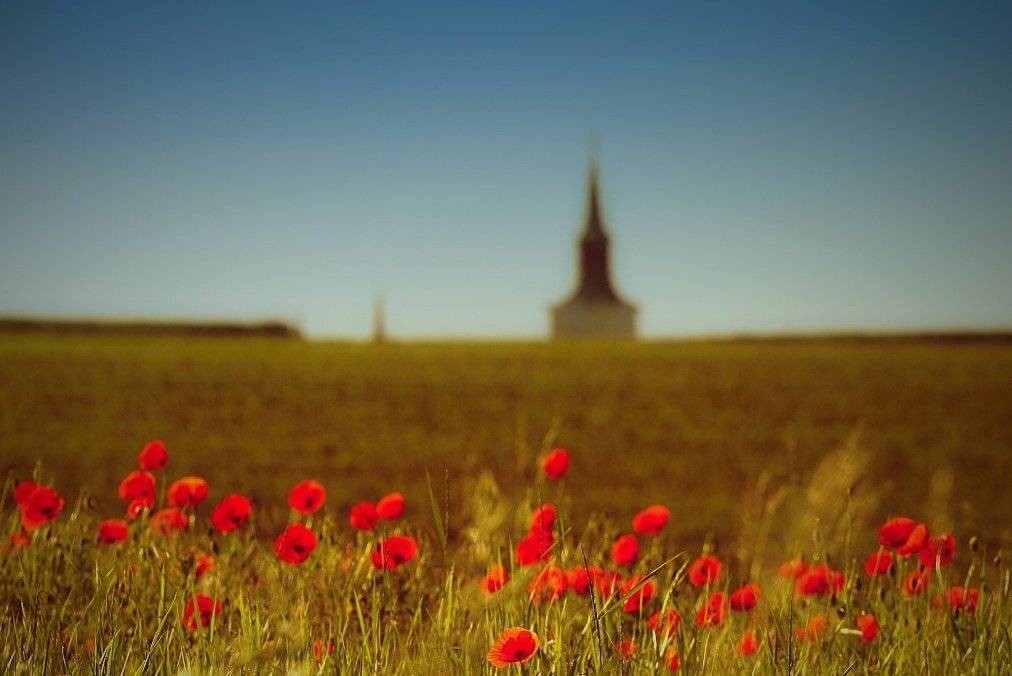 poppies, nature, Franti&scaron;ek Uhler
