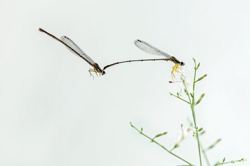 damselfly, malting minimalis 2 фото превью
