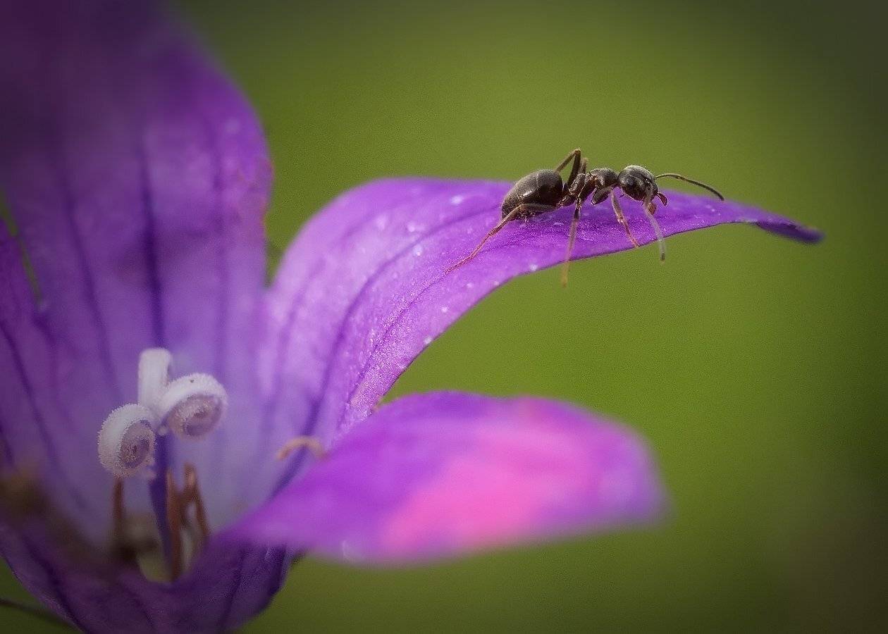 , Марина Брыдня