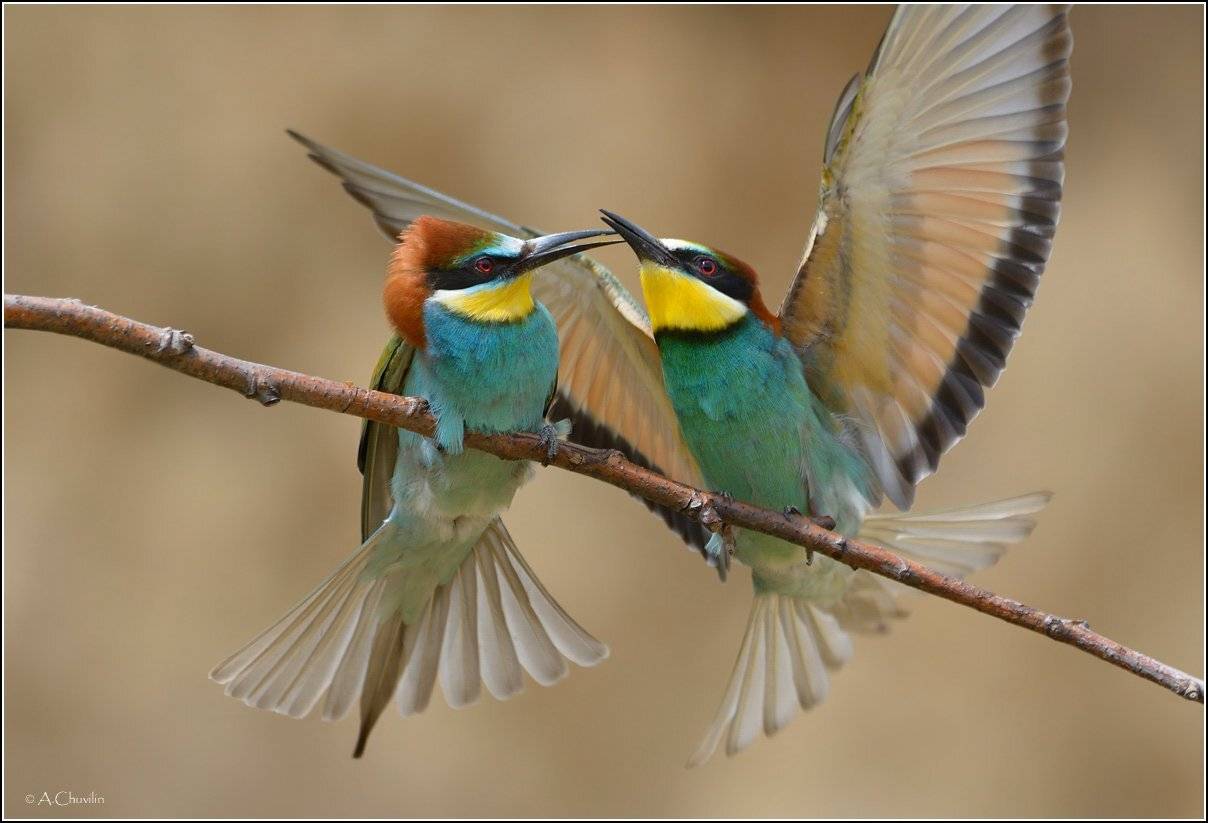 , Александр Чувилин
