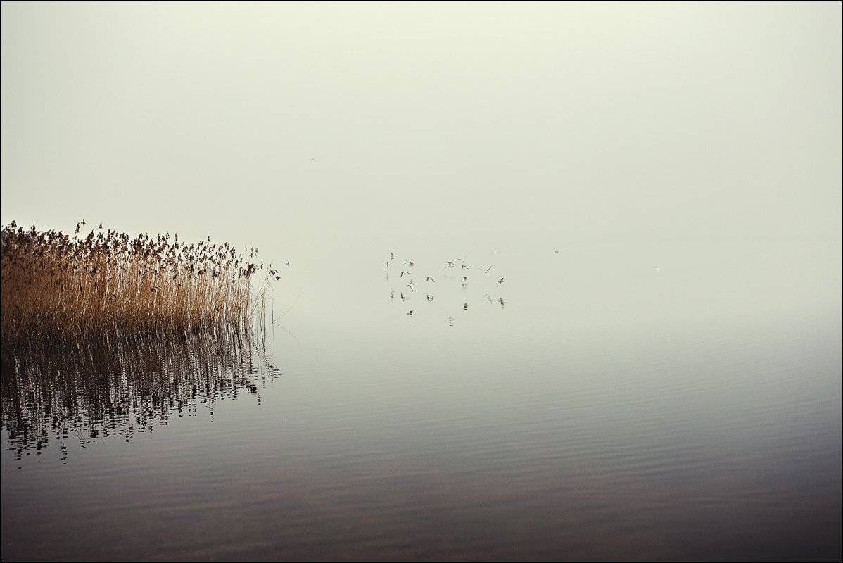 утро, птицы, озеро, туман, Daiva