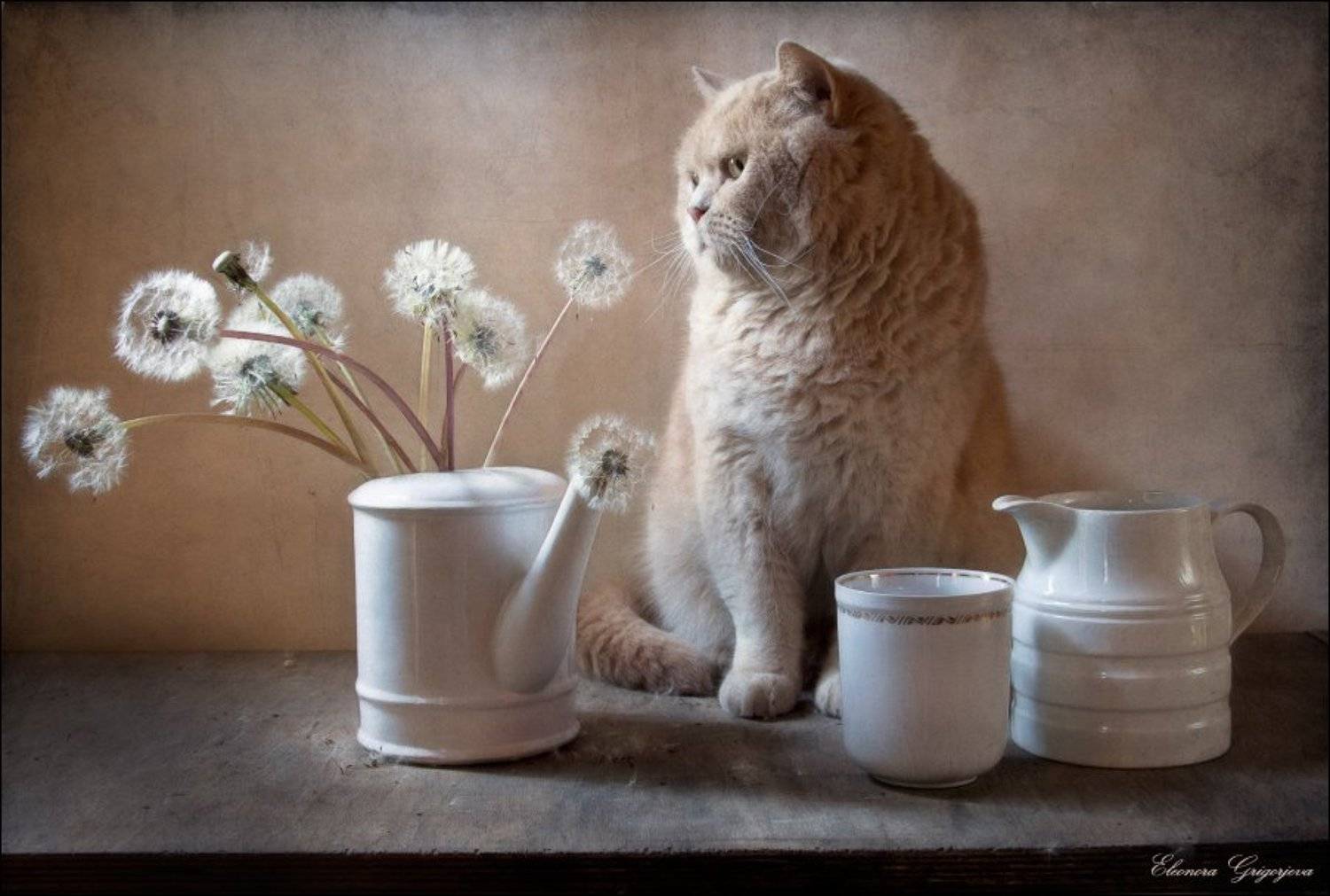 Кот, Натюркотики, Одуванчики, Пушистики, Eleonora Grigorjeva