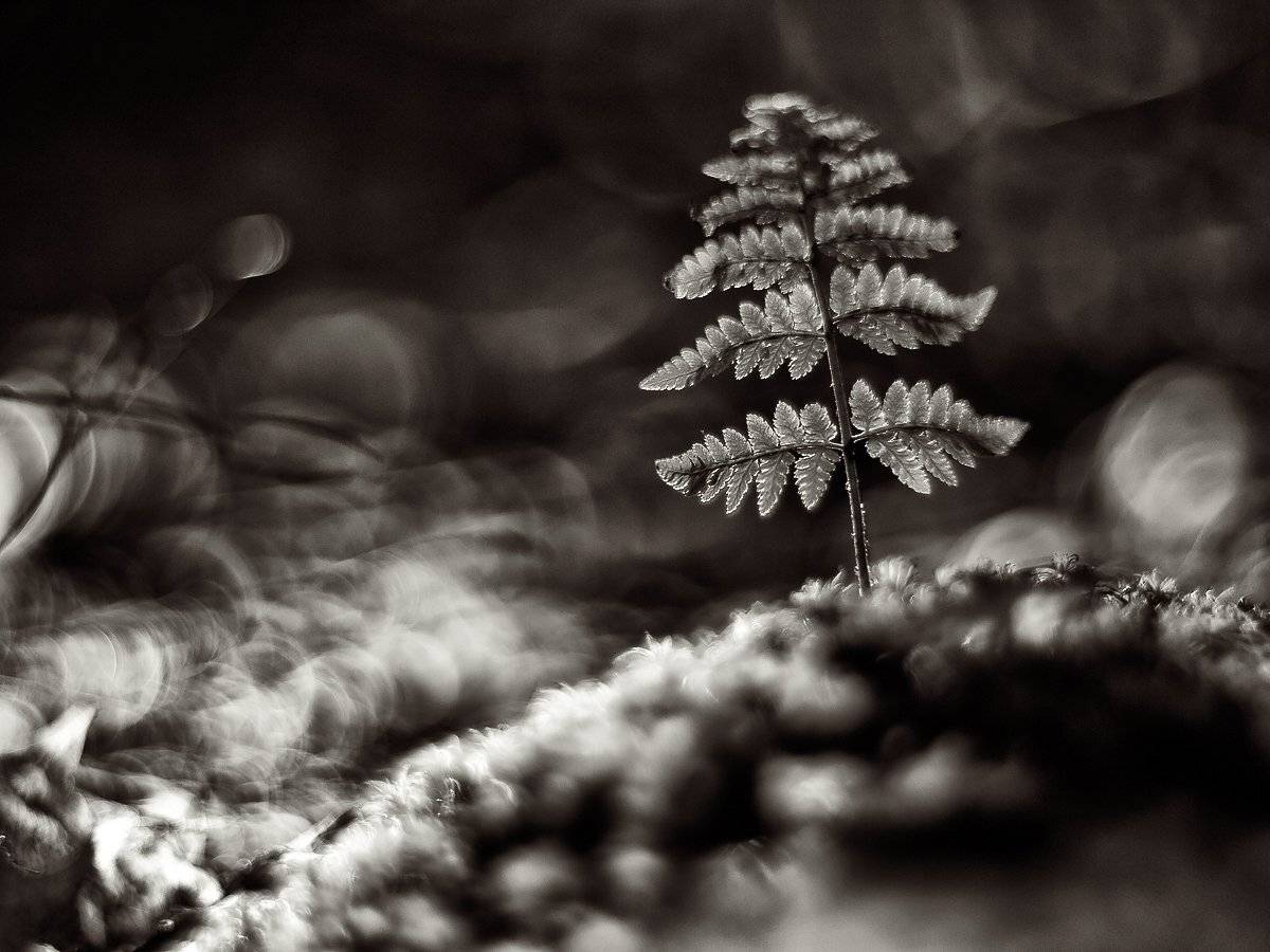 , Марина Брыдня