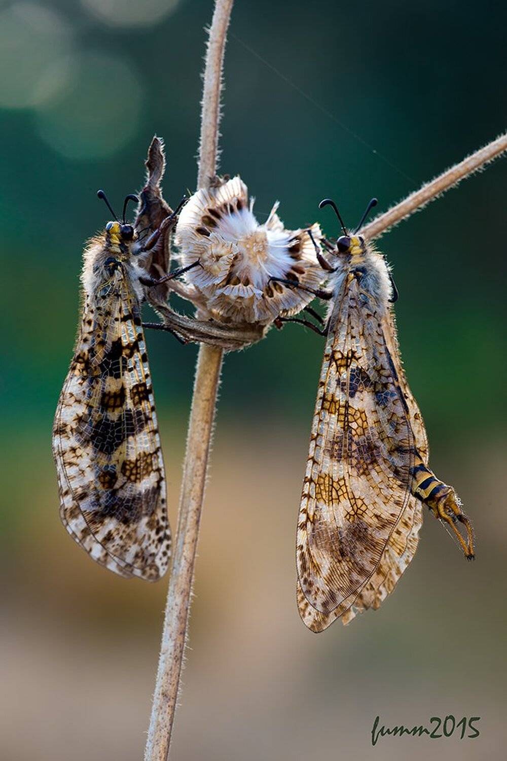 , Игорь ФУММ