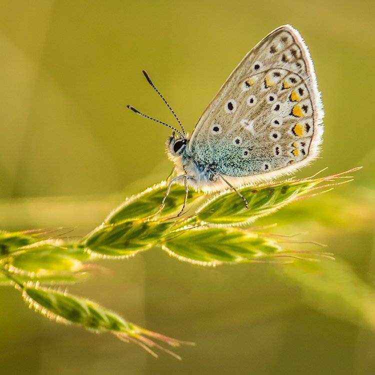 , Pawel Plucinski