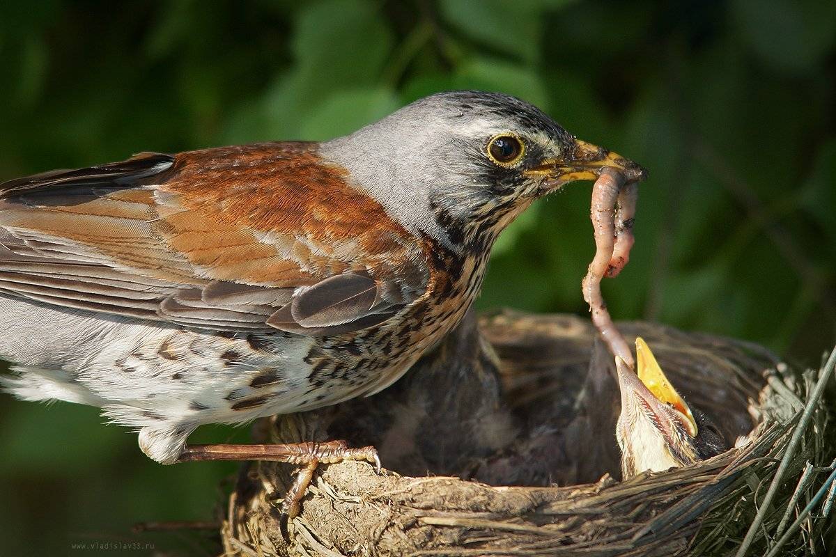 , Владислав.