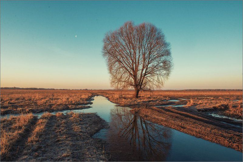 россия, рязанская область, пощупово, весна, пейзаж, природа, поле, дерево,  Весна фото превью