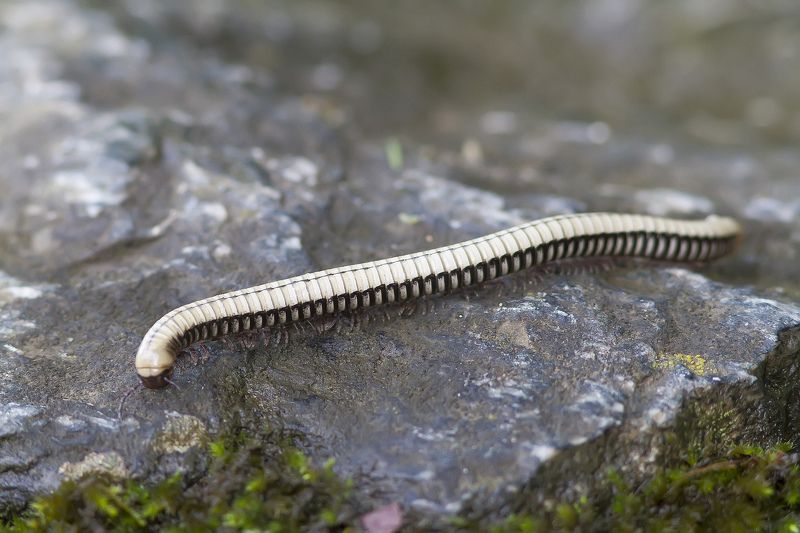 Белый кивсяк Белый кавказский кивсяк фото превью