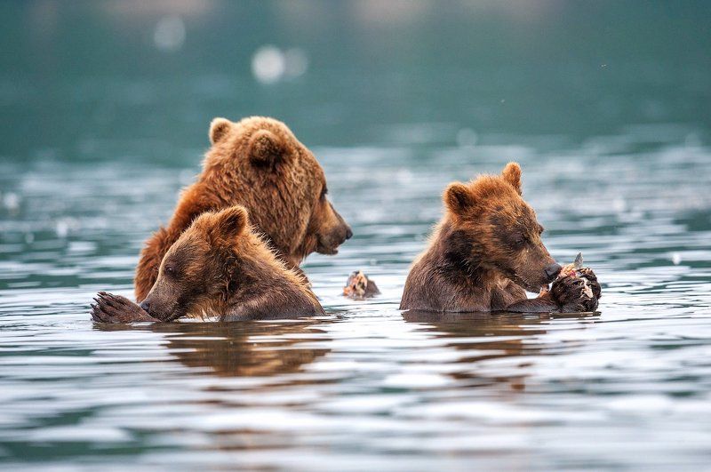 Камчатка, Курильское озеро, Медведи, Медвежата, СергейИванов, Южно-камчатский заказник Семейная трапеза фото превью