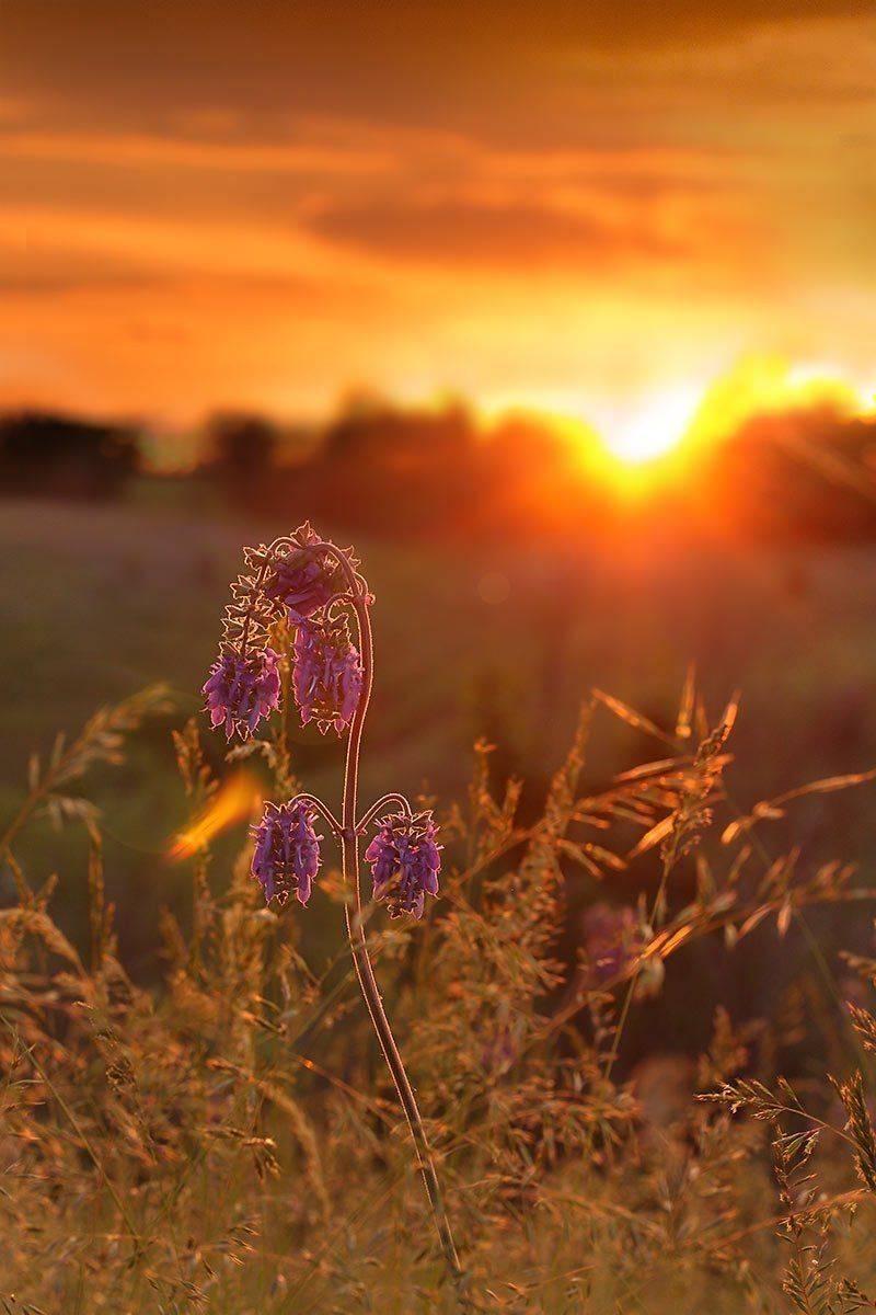 алый закат, закат, на закате, травы, шалфей поникший (salvia nutans), Роман Рысь