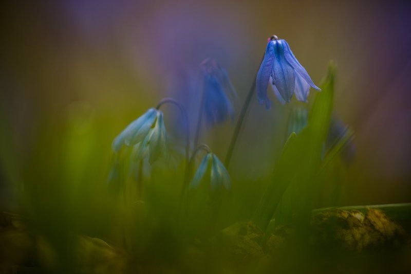 Пролески фото превью