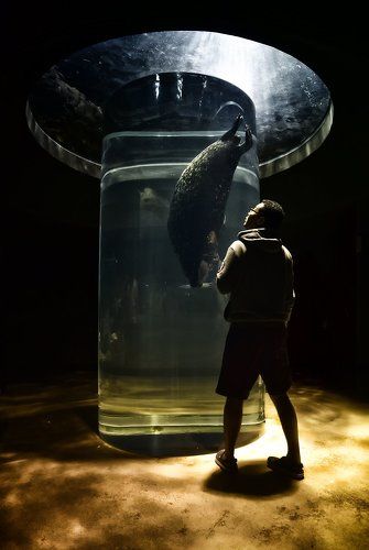 В аквариуме